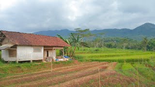 Suasana Kampung Sore Hari Bikin Nyaman Betah Dan Tentram Desa Cibunar Garut Utara