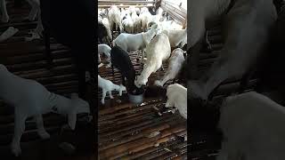 Minuman pengemuk kambing domba akikah #shorts