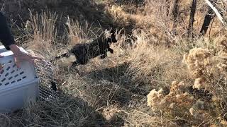 Melanistic Fox Returns to the Wild - November 2019