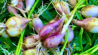 Shallots ulli #shorts #Aussie #growyourownfood