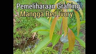 Grafting Mangga Red Ivory Dipelihara Agar Tumbuh Optimal