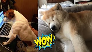 funny dogs are that IMPOSSIBLE not to laugh at