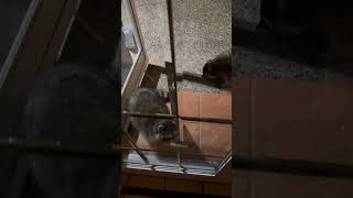 Canadian raccoons are fearless ￼