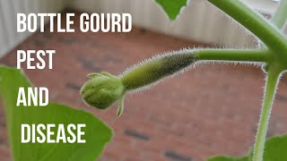 Bottle gourd plant disease and pest control - part 2