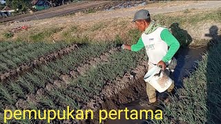 perawatan bawang merah umur 15 hst