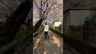 Hanami / cherry blossom season