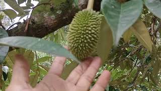 Penyebab bunga durian montong gugur