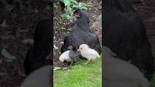 A Hen's Tender Care: Watch a Mother and Her Chicks 🐓🐥🐤