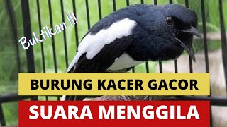 BURUNG KACER GACOR SUARA MENGGILA