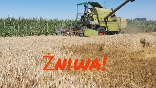 Lecimy z koksem!!💪Żniwa na pełnej 😅💪🚜🚜