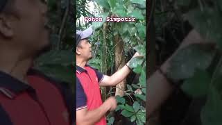 MENGENAL JENIS POHON SIMPOTIR Macaranga lowii