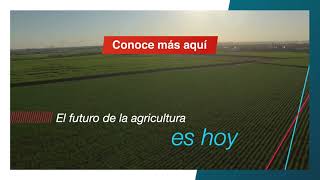 Programa de Innovación Cultivo de Caña de Azúcar | Agro Bayer Colombia