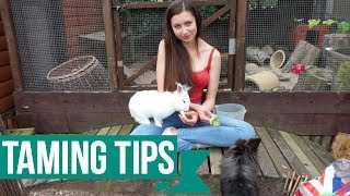 How I Tame My Pets | Guinea Pig & Rabbit Edition