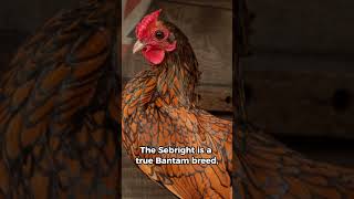 Sebright Chicken - a true bantam breed with no standard size variation.