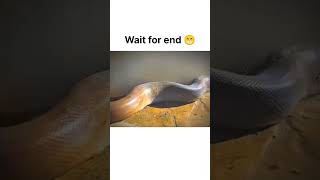 Wait for end 🤣🤣#meme #funnymemes