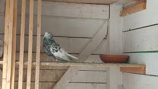 Sarajevski golub prevrtač - Sarajevo roller pigeon