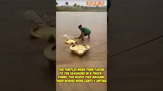 Turtles Rescued from Villagers and Released into Ocean #Shorts