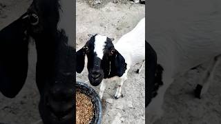 lo aagai Qurbani #shorts #viral #bakra #kurbani2024 #animals