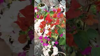 #song #bougainvillea #gardening