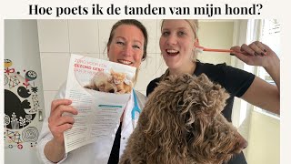 Hoe poets ik de tanden bij mijn hond? | Instructievideo