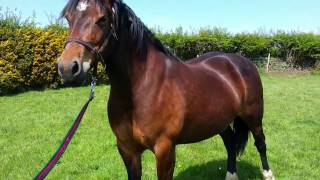 Fantastic Welsh Cob Mare for sale SOLD.