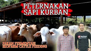 Peternakan 🐄 Sapi Pedaging Ala Anak Muda! 12 Tahun Merantau, Pulang Bangun Bisnis!