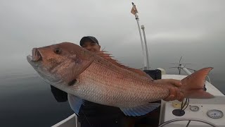 Pesca al vivo Sama xxl y Mero