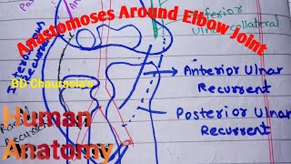 Anatomoses Around Elbow Joint [BD Chaurasia's Human Anatomy] #anatomy #pmc #fmu#medicaluniversity