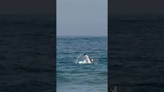 one of the best #dolphinvideos i’ll ever capture