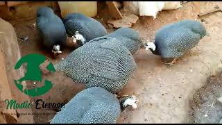 Some of our guinea fowls in semi freedom, weight from 4 to 5 kg @Madieelevage237