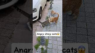 Angry stray CATs' FIGHT! 😼