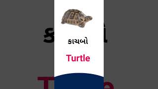 Turtle meaning in Gujarati - English Dictionary