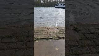 das #schiff Tokko mit einem  Bak  auf Bergfahrt auf dem #rhein Teil 4 #shortsvideo #shorts