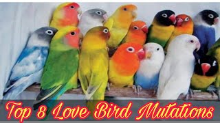 Top 8 Love Bird Mutations | Love Birds Price List | Khan Birds Collection