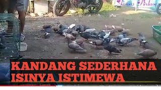 Cara Mudah Ternak Merpati lomba dan rumahan