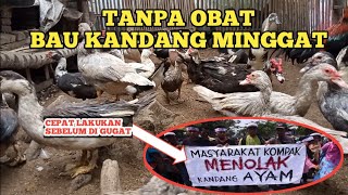 MENGATASI BAU KANDANG TERNAK TANPA OBAT OBATAN || LEBIH EFEKTIF