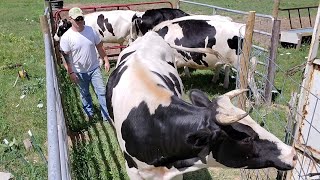 Loading Cattle and a trip to the processor!!!