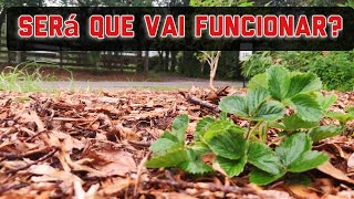 COMO PLANTAR NA AGROFLORESTA. 🍓 Morangos e Amora.