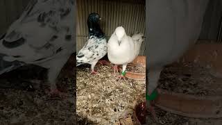 pigeon real voice 👍😮1k like karo do 👍🙂