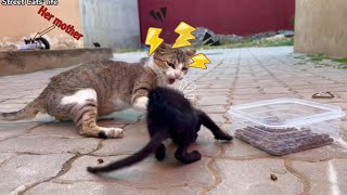 Dad Cat beats up Kitten and gets slapped by Mom Cat too. How could this happen to a poor kitten!