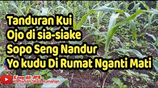 TANAMAN JUGA MAHLUK HIDUP PERAWATAN TANAMAN JAGUNG SKALA RUMAHAN