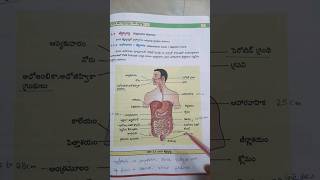 human digestive system for tet&dsc//12th zoology.