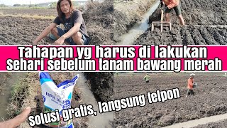 tutorial tanam bawang merah, tahapan yang di lakukan sebelum tanam bawang merah