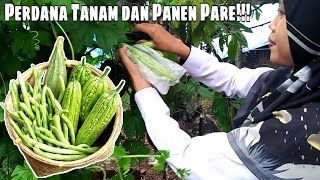 Eps. 63 Harvest Bitter Guard || Gardening || Finally Panen Pare Juga & Panen Buncis Ke-xxx Kali😁