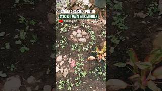 KHASIAT KACANG HIAS MAMPU MENEKAN GULMA, MENYUBURKAN TANAH,  sekaligus menjadi groundcover