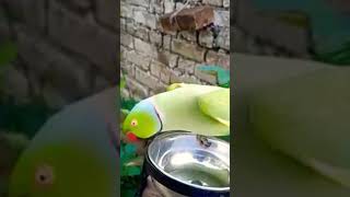 Funny Ringneck Parrot #birds #parrots #asmr