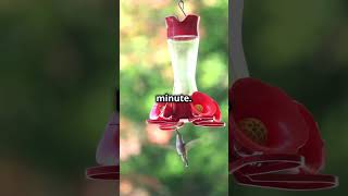 Unique Facts About Hummingbirds!