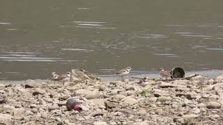 Stormo di Corrieri piccoli di cui uno inanellato ( Charadrius dubius )