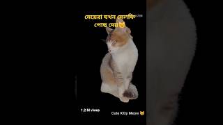 Fassion cat video 2024