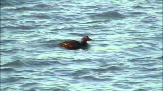 Eider à duvet ( Somateria mollissima )